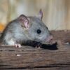 ネズミ駆除の費用相場を徹底解説！自分で対処と業者依頼どっちがお得？