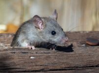 ネズミ駆除の費用相場を徹底解説！自分で対処と業者依頼どっちがお得？